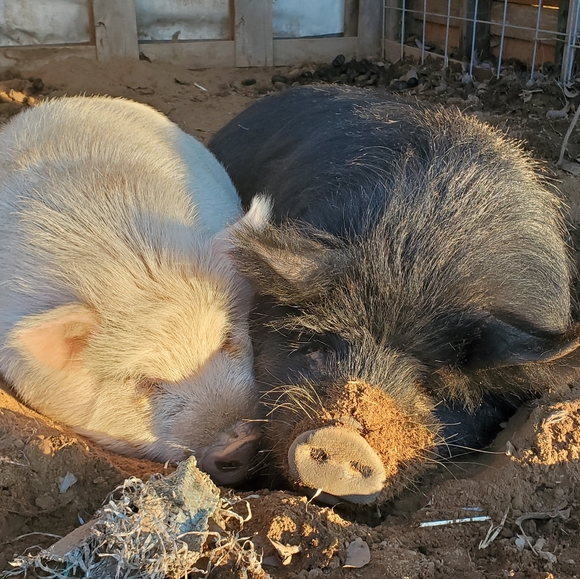NIP Kivik Ottoman Foot Stool Cover Tallmyra Beige NWT - Picture 7 of 12